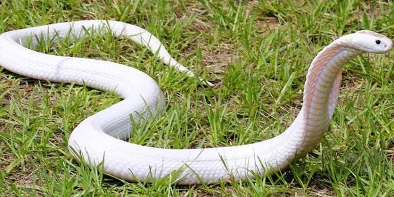 Tìm hiểu khi chiêm bao thấy rắn trắng