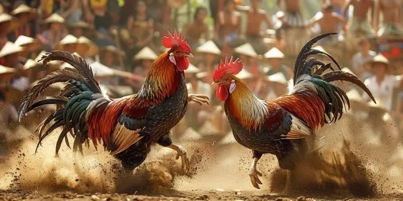 Trang Đá Gà Trực Tiếp